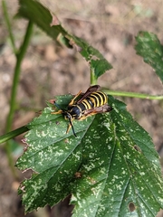 Pennisetia marginatum
