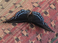 Limenitis arthemis