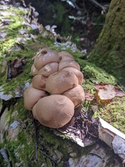 Apioperdon
