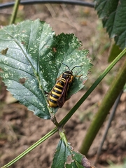 Pennisetia marginatum