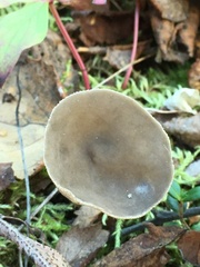 Helvella