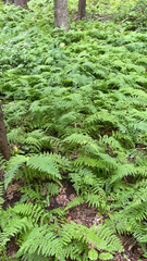 Dennstaedtia punctilobula