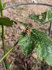 Pennisetia marginatum