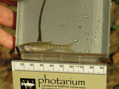 Lythrurus umbratilis