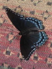 Limenitis arthemis