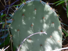Opuntia engelmannii
