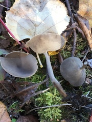 Helvella