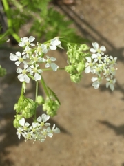 Chaerophyllum aureum
