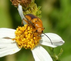Nemognatha piazata