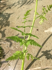 Chaerophyllum aureum