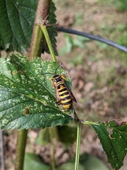 Pennisetia marginatum