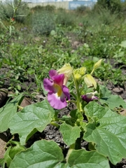 Proboscidea parviflora