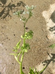 Chaerophyllum aureum