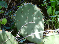 Opuntia engelmannii