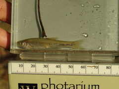 Lythrurus umbratilis