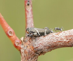 Eurymeloides bicincta