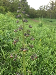 Scrophularia umbrosa