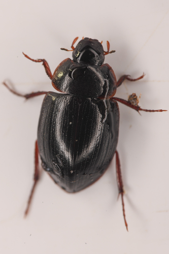 Flanked Water Scavenger Beetle