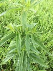 Scrophularia umbrosa