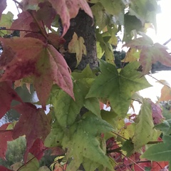 Liquidambar styraciflua
