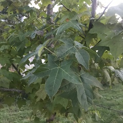 Liquidambar styraciflua