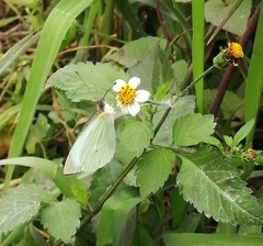 Leptophobia aripa