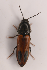 Ampedus occidentalis