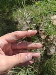Eragrostis tenuifolia