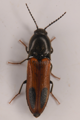 Ampedus occidentalis