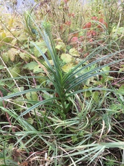 Carex muskingumensis