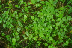 Hampea nutricia