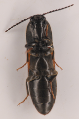 Ampedus occidentalis
