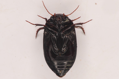 Agabinae