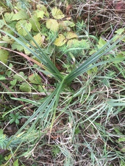 Carex muskingumensis