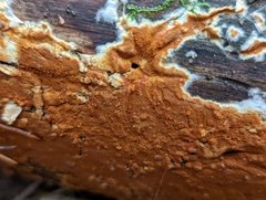 Botryobasidium aureum