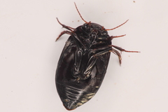 Agabinae