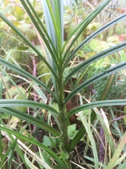 Carex muskingumensis