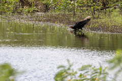 Cathartes burrovianus