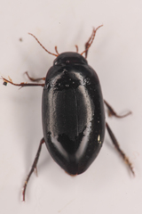 Agabinae