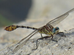 Dromogomphus spoliatus