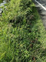 Dichanthium annulatum annulatum