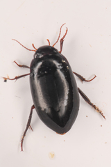 Agabinae