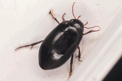 Agabinae