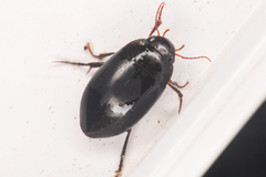 Agabinae