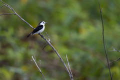 Fluvicola albiventer