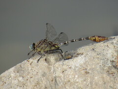 Dromogomphus spoliatus
