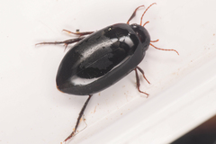 Agabinae