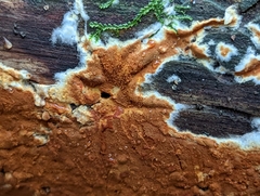 Botryobasidium aureum