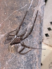 Kukulcania hibernalis