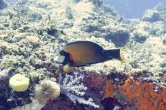 Acanthurus pyroferus